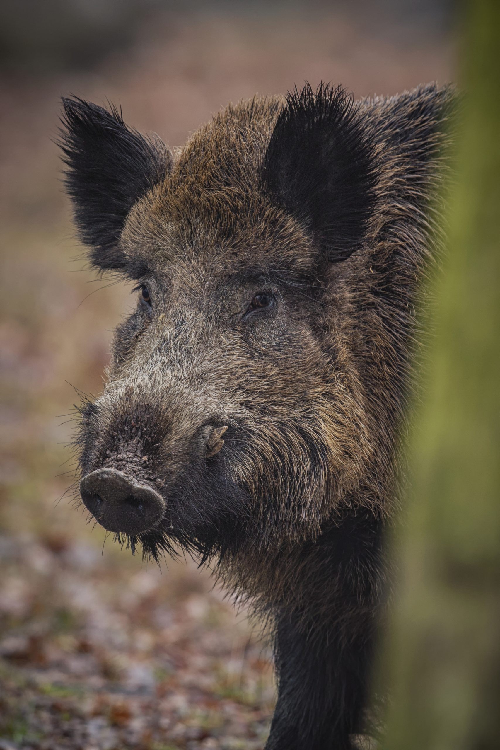 wild-boar-nature-habitat-dangerous-animal-forest-czech-republic-nature-sus-scrofa (2)